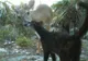 Surpriza uriaşă a cercetătorilor care au ascuns camere în pădure: cum a fost filmată o căprioară