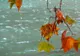 INFORMARE METEO de VREME REA. Cod Portocaliu şi Galben - ploi ABUNDENTE, ninsori la munte