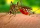 Virusul West Nile face încă o victimă în România. Bilanțul morților este îngrijorător