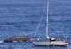 Două femei şi cei doi câini ai lor, SALVARE EXTRAORDINARĂ: au plutit în Ocean timp de 5 luni