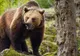 Un cioban este în stare gravă după ce a fost atacat de un urs în Prahova. A scăpat datorită câinilor