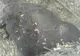  MARTOR OCULAR. Urs găsit decapitat lângă o pădure din Argeş