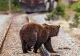 Un urs a fost spulberat de tren