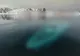 Ce au găsit exploratorii sub apa îngheţată din Antarctica e HORROR! Era acolo de zeci de ani