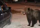 Două ursoaice cu pui au coborât pe străzile din Buşteni. Localnicii sunt îngroziți. Ce s-a întâmplat