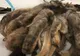 A găsit în pod un animal sub o grămadă de blană. A zis că e mort, dar trăia. ŞOC când a văzut ce era