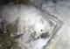 ȘOCANT! Un rus a aruncat apă pe câinele său, apoi l-a lăsat afară să înghețe