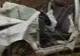 Accident grav în Bihor: trei victime, după un impact violent cu o căprioară
