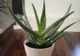 Cât de des trebuie udată aloe vera? Ritualul de îngrijire al acestei plante. De ce nu e recomandat să o uzi mai des?