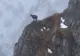 România minunată. O capră neagră, surprinsă în salturi spectaculoase pe stânci în Munții Bucegi