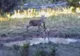 VIDEO. Imagini rare surprinse de camere în pădurile din Apuseni. Te topeşti când te uiţi la ele