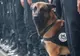 Povestea tristă a câinelui polițist pe care nimeni nu îl vrea deși a fost scos la licitație