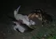 Scena macabră care i-a şocat pe cercetători: un crab gigantic a vânat şi a devorat o pasăre