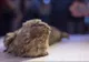 Corpul perfect conservat al unui animal legendar din Epoca de Gheață, găsit în Siberia