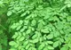 Planta care poate vindeca 5 tipuri de cancer