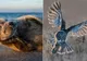 Cele mai bune fotografii ale lumii sălbatice, premiate la concursul Nature Photographer of the Year 
