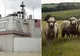 Americanii de la Deveselu, în război cu oile care le bruiază aparatele