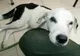 Povestea sfâșietoare a cățelului care a murit de tristețe după ce a fost abandonat pe un aeroport