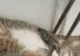 VIDEO: Cum se poartă pisicile când o fac lată