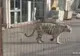 Panică la Paris: un tigru de la circ a evadat pe străzi