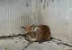 O vulpe le-a dat bătăi autorităților. Nu au putut decide cine este abilitat să captureze animalul