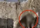 Au zis că măgăriţa tocmai a fătat. Când s-au uitat mai bine ce animal avea, au încremenit