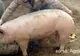 SFAT DE SEZON: Cum poți afla greutatea unui porc fără să-l cântărești 