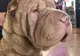 Şocant! Ce a găsit un medic veterinar din Statele Unite în stomacul unui câine 