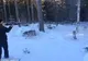 APROAPE DE NECREZUT! Cum se taie copaci cu pușca (VIDEO) 