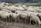 Scene demne de un film de groază în Timiș: maidanezii au ucis peste 100 de oi și miei