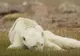 SFÂȘIETOR: Urs polar în agonie, dovada că poluarea ucide în chinuri (VIDEO)