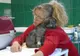 Datorie uriașă a unei românce către o clinică veterinară. Cum a ajuns în această situație 