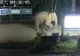 "Vacanţa" unui elefant - a fost surprins de camere în timp ce trecea graniţa din China în Laos