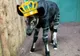 "Prinţesa" de la Zoo - un pui de okapi, botezat cu numele logodnicei Prinţului Harry