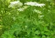 Ginsengul românesc: Această plantă tratează cele mai grave boli