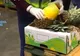 Captură spectaculoasă: un tir de ANANAS cu COCAINĂ (VIDEO)