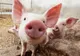 Agricultura "duduie", românii trăiesc din importurile agroalimentare. Porcul, vedeta importurilor
