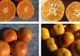 Care este, de fapt, diferenţa dintre mandarine si clementine? 