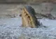 Scene ȘOCANTE în statul Louisiana! American mâncat de viu de un aligator chiar în fața casei, pe strada inundată de uraganul Ida