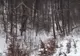 O scenă spectaculoasă filmată într-o pădure din România face valuri pe Facebook