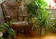 Plantele care UCID. Vampirii energetici pe care îi ţinem în apartament