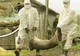 Crescătorii de porci, ÎN ALERTĂ! Peste porcină a reapărut la Satu-Mare