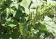 Această BURUIANĂ care creşte în România va fi hrana viitorului. Ne vindecă de cele mai crunte boli