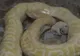 Un cățeluș paralizat de frică, aruncat lângă un piton. Ce s-a întâmplat după acest instantaneu