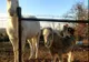 A auzit un zgomot afară şi a ieşit. Ce făcea câinele vecinilor, în curtea sa - VIDEO adorabil