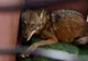A găsit, într-un şanţ, un câine rănit şi l-a dus la veterinar. Medicul, şocat: "Aoleu, nu e câine!"