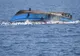Vas scufundat în Mediterana. 90 de oameni ar fi murit