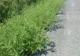 Cum arată ambrozia, planta care îţi poate aduce o amendă de 5.000 de lei. Multă lume nu ştie!