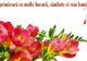 FELICITĂRI 1 MARTIE. Cele mai frumoase felicitări, mesaje, urări, sms-uri și imagini de Mărțișor