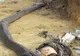 O cobră regală încearcă să ucidă un piton. Imagine de coșmar: cum s-a terminat războiul monștrilor